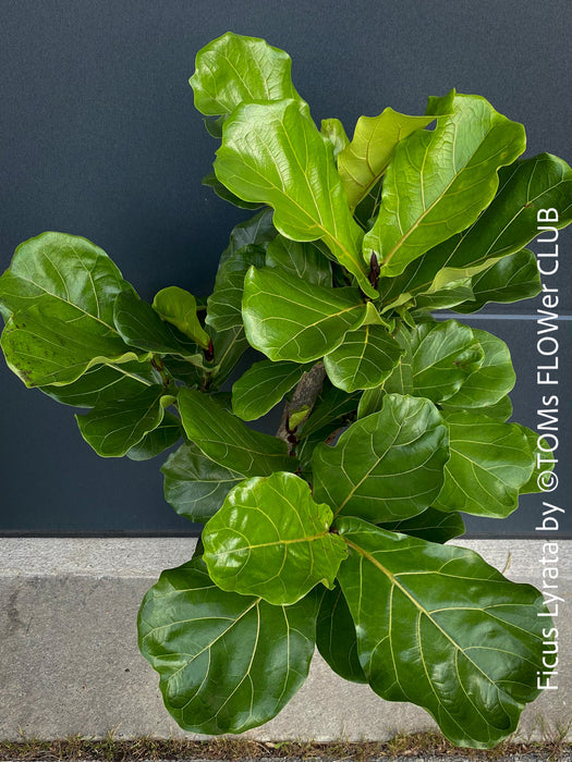 Ficus Lyrata, Geigenfeige, fiddle-leaf fig, banjo fig, fiddle-leaved fig tree, lyre leaf fig tree, or lyre-leaved fig tree, organically grown plants for sale at TOMs FLOWer CLUB.