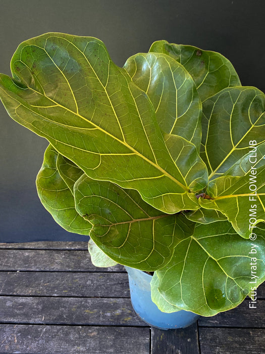 Ficus Lyrata, Geigenfeige, fiddle-leaf fig, banjo fig, fiddle-leaved fig tree, lyre leaf fig tree, or lyre-leaved fig tree, organically grown plants for sale at TOMs FLOWer CLUB.