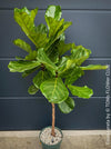 Ficus Lyrata, Geigenfeige, fiddle-leaf fig, banjo fig, fiddle-leaved fig tree, lyre leaf fig tree, or lyre-leaved fig tree, organically grown plants for sale at TOMs FLOWer CLUB.