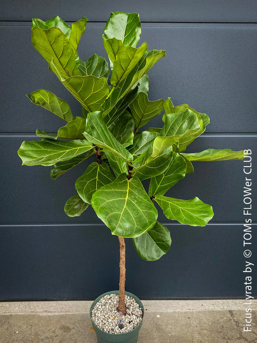 Ficus Lyrata, Geigenfeige, fiddle-leaf fig, banjo fig, fiddle-leaved fig tree, lyre leaf fig tree, or lyre-leaved fig tree, organically grown plants for sale at TOMs FLOWer CLUB.