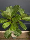 Ficus Lyrata, Geigenfeige, fiddle-leaf fig, banjo fig, fiddle-leaved fig tree, lyre leaf fig tree, or lyre-leaved fig tree, organically grown plants for sale at TOMs FLOWer CLUB.