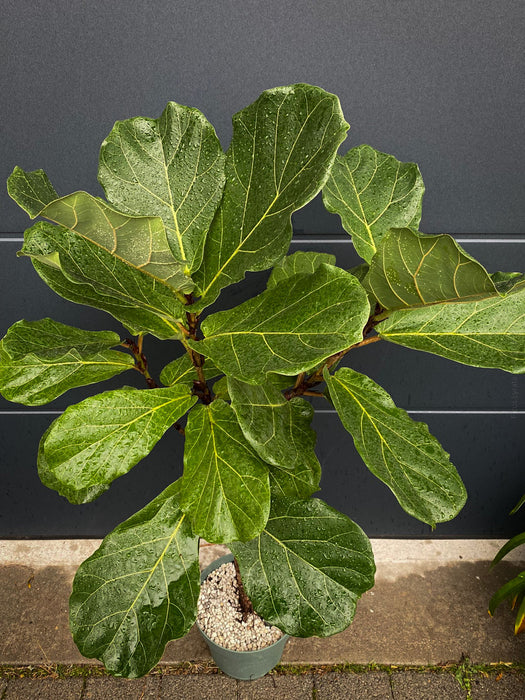 Ficus Lyrata, Geigenfeige, fiddle-leaf fig, banjo fig, fiddle-leaved fig tree, lyre leaf fig tree, or lyre-leaved fig tree, organically grown plants for sale at TOMs FLOWer CLUB.