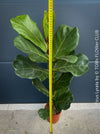 Ficus Lyrata, Geigenfeige, fiddle-leaf fig, banjo fig, fiddle-leaved fig tree, lyre leaf fig tree, or lyre-leaved fig tree, organically grown plants for sale at TOMs FLOWer CLUB.