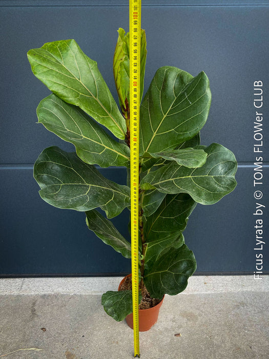 Ficus Lyrata, Geigenfeige, fiddle-leaf fig, banjo fig, fiddle-leaved fig tree, lyre leaf fig tree, or lyre-leaved fig tree, organically grown plants for sale at TOMs FLOWer CLUB.
