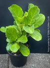 Ficus Lyrata, Geigenfeige, fiddle-leaf fig, banjo fig, fiddle-leaved fig tree, lyre leaf fig tree, or lyre-leaved fig tree, organically grown plants for sale at TOMs FLOWer CLUB.