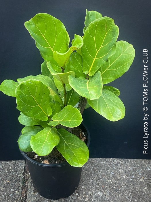 Ficus Lyrata, Geigenfeige, fiddle-leaf fig, banjo fig, fiddle-leaved fig tree, lyre leaf fig tree, or lyre-leaved fig tree, organically grown plants for sale at TOMs FLOWer CLUB.