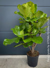 Ficus Lyrata, Geigenfeige, fiddle-leaf fig, banjo fig, fiddle-leaved fig tree, lyre leaf fig tree, or lyre-leaved fig tree, organically grown plants for sale at TOMs FLOWer CLUB.