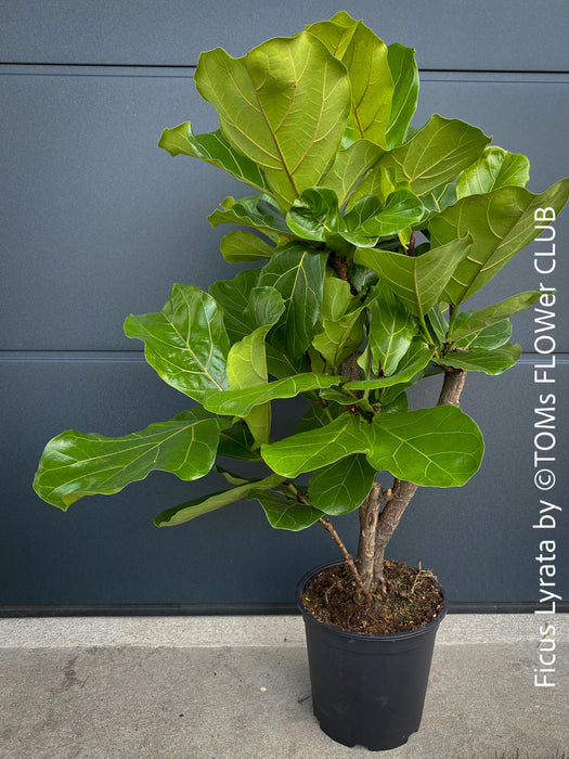 Ficus Lyrata, Geigenfeige, fiddle-leaf fig, banjo fig, fiddle-leaved fig tree, lyre leaf fig tree, or lyre-leaved fig tree, organically grown plants for sale at TOMs FLOWer CLUB.