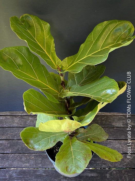 Ficus Lyrata, Geigenfeige, fiddle-leaf fig, banjo fig, fiddle-leaved fig tree, lyre leaf fig tree, or lyre-leaved fig tree, organically grown plants for sale at TOMs FLOWer CLUB.