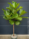 Ficus Lyrata, Geigenfeige, fiddle-leaf fig, banjo fig, fiddle-leaved fig tree, lyre leaf fig tree, or lyre-leaved fig tree, organically grown plants for sale at TOMs FLOWer CLUB.