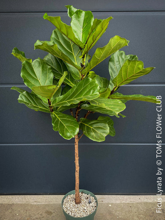 Ficus Lyrata, Geigenfeige, fiddle-leaf fig, banjo fig, fiddle-leaved fig tree, lyre leaf fig tree, or lyre-leaved fig tree, organically grown plants for sale at TOMs FLOWer CLUB.