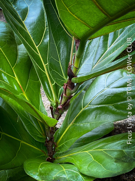 Ficus Lyrata, Geigenfeige, fiddle-leaf fig, banjo fig, fiddle-leaved fig tree, lyre leaf fig tree, or lyre-leaved fig tree, organically grown plants for sale at TOMs FLOWer CLUB.