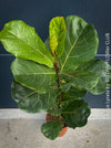 Ficus Lyrata, Geigenfeige, fiddle-leaf fig, banjo fig, fiddle-leaved fig tree, lyre leaf fig tree, or lyre-leaved fig tree, organically grown plants for sale at TOMs FLOWer CLUB.
