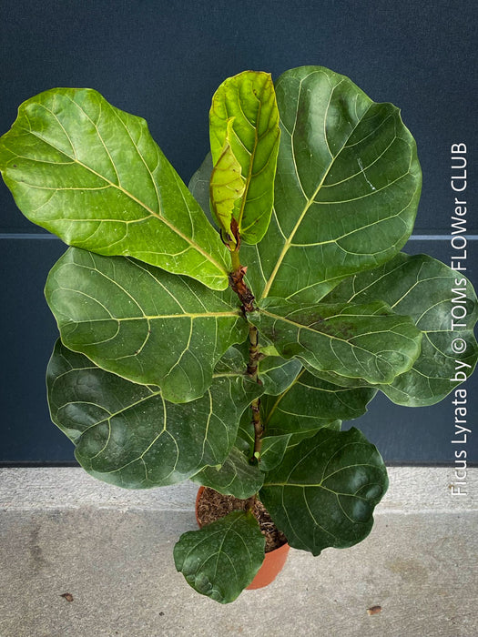 Ficus Lyrata, Geigenfeige, fiddle-leaf fig, banjo fig, fiddle-leaved fig tree, lyre leaf fig tree, or lyre-leaved fig tree, organically grown plants for sale at TOMs FLOWer CLUB.
