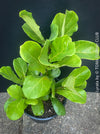 Ficus Lyrata, Geigenfeige, fiddle-leaf fig, banjo fig, fiddle-leaved fig tree, lyre leaf fig tree, or lyre-leaved fig tree, organically grown plants for sale at TOMs FLOWer CLUB.