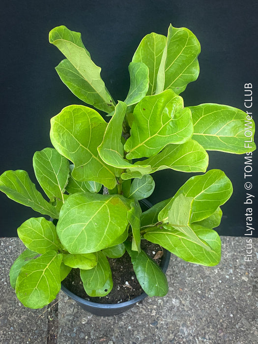 Ficus Lyrata, Geigenfeige, fiddle-leaf fig, banjo fig, fiddle-leaved fig tree, lyre leaf fig tree, or lyre-leaved fig tree, organically grown plants for sale at TOMs FLOWer CLUB.