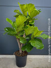 Ficus Lyrata, Geigenfeige, fiddle-leaf fig, banjo fig, fiddle-leaved fig tree, lyre leaf fig tree, or lyre-leaved fig tree, organically grown plants for sale at TOMs FLOWer CLUB.