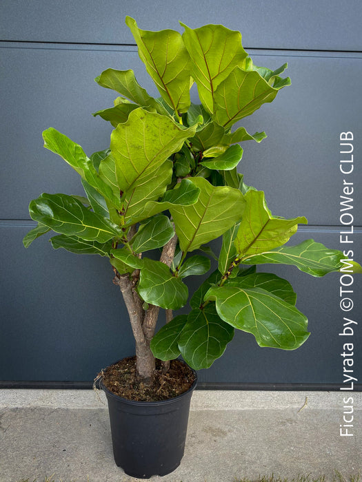 Ficus Lyrata, Geigenfeige, fiddle-leaf fig, banjo fig, fiddle-leaved fig tree, lyre leaf fig tree, or lyre-leaved fig tree, organically grown plants for sale at TOMs FLOWer CLUB.