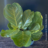 Ficus Lyrata, Geigenfeige, fiddle-leaf fig, banjo fig, fiddle-leaved fig tree, lyre leaf fig tree, or lyre-leaved fig tree, organically grown plants for sale at TOMs FLOWer CLUB.