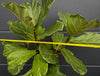 Ficus Lyrata, Geigenfeige, fiddle-leaf fig, banjo fig, fiddle-leaved fig tree, lyre leaf fig tree, or lyre-leaved fig tree, organically grown plants for sale at TOMs FLOWer CLUB.