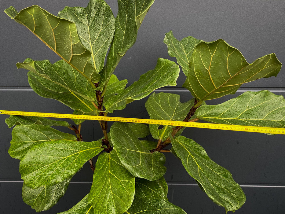 Ficus Lyrata, Geigenfeige, fiddle-leaf fig, banjo fig, fiddle-leaved fig tree, lyre leaf fig tree, or lyre-leaved fig tree, organically grown plants for sale at TOMs FLOWer CLUB.