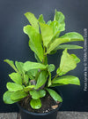 Ficus Lyrata, Geigenfeige, fiddle-leaf fig, banjo fig, fiddle-leaved fig tree, lyre leaf fig tree, or lyre-leaved fig tree, organically grown plants for sale at TOMs FLOWer CLUB.