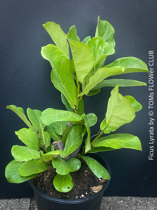 Ficus Lyrata, Geigenfeige, fiddle-leaf fig, banjo fig, fiddle-leaved fig tree, lyre leaf fig tree, or lyre-leaved fig tree, organically grown plants for sale at TOMs FLOWer CLUB.