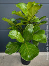 Ficus Lyrata, Geigenfeige, fiddle-leaf fig, banjo fig, fiddle-leaved fig tree, lyre leaf fig tree, or lyre-leaved fig tree, organically grown plants for sale at TOMs FLOWer CLUB.