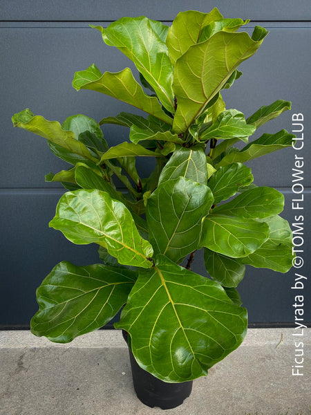 Ficus Lyrata, Geigenfeige, fiddle-leaf fig, banjo fig, fiddle-leaved fig tree, lyre leaf fig tree, or lyre-leaved fig tree, organically grown plants for sale at TOMs FLOWer CLUB.