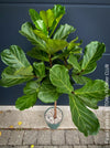 Ficus Lyrata, Geigenfeige, fiddle-leaf fig, banjo fig, fiddle-leaved fig tree, lyre leaf fig tree, or lyre-leaved fig tree, organically grown plants for sale at TOMs FLOWer CLUB.