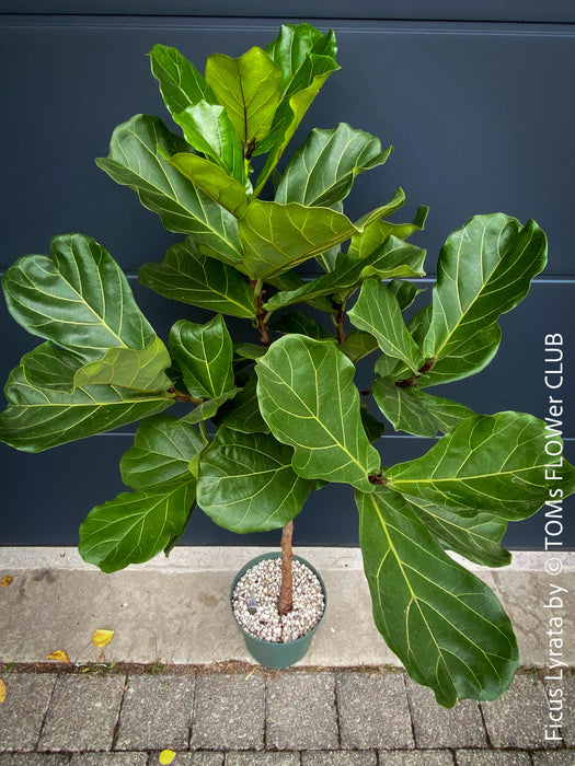 Ficus Lyrata, Geigenfeige, fiddle-leaf fig, banjo fig, fiddle-leaved fig tree, lyre leaf fig tree, or lyre-leaved fig tree, organically grown plants for sale at TOMs FLOWer CLUB.