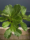 Ficus Lyrata, Geigenfeige, fiddle-leaf fig, banjo fig, fiddle-leaved fig tree, lyre leaf fig tree, or lyre-leaved fig tree, organically grown plants for sale at TOMs FLOWer CLUB.