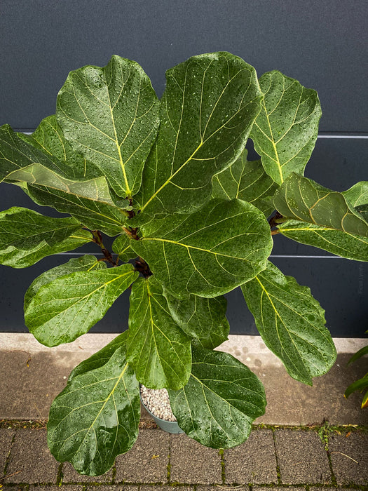 Ficus Lyrata, Geigenfeige, fiddle-leaf fig, banjo fig, fiddle-leaved fig tree, lyre leaf fig tree, or lyre-leaved fig tree, organically grown plants for sale at TOMs FLOWer CLUB.