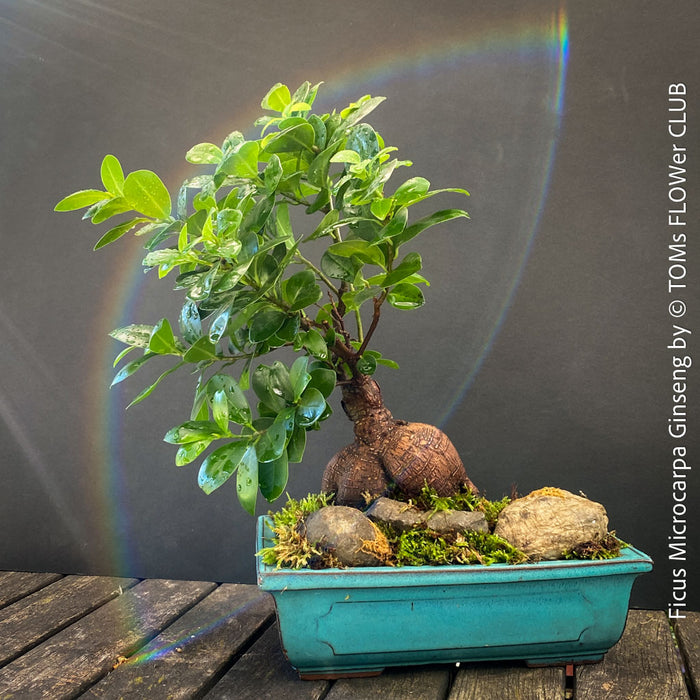A Ficus microcarpa Ginseng bonsai tree with a thick brown root system, green leaves, and moss, planted in a teal rectangular ceramic pot with decorative rocks, set on a wooden surface against a dark gray background with a rainbow light effect.