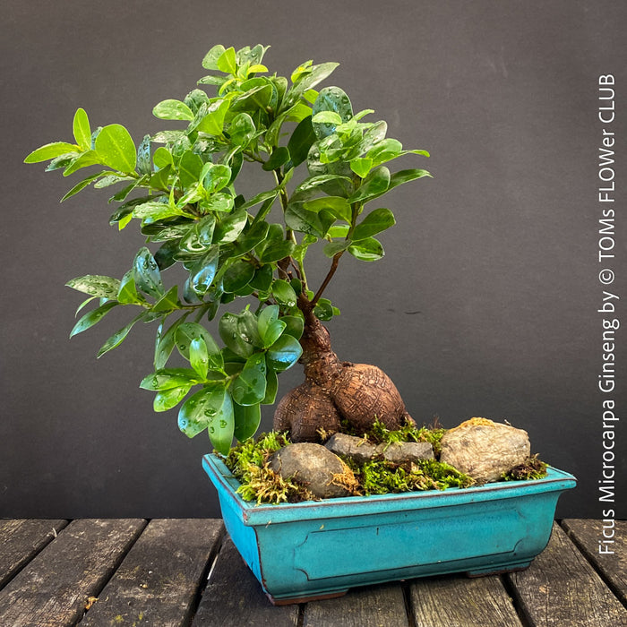 A Ficus microcarpa Ginseng bonsai tree with a thick brown trunk and green leaves, potted in a turquoise rectangular ceramic pot with moss and rocks, set on a dark wooden surface against a dark gray background.