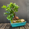 A flowering bonsai tree, identified as Ficus microcarpa ginseng, in a rectangular turquoise blue ceramic pot with rocks and moss, set on a rustic wooden surface against a dark gray background.