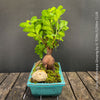 A Ficus microcarpa bonsai tree with a thick brown trunk and vibrant green leaves, planted in a rectangular turquoise pot with moss and a decorative stone, set on a rustic wooden table against a dark gray background.