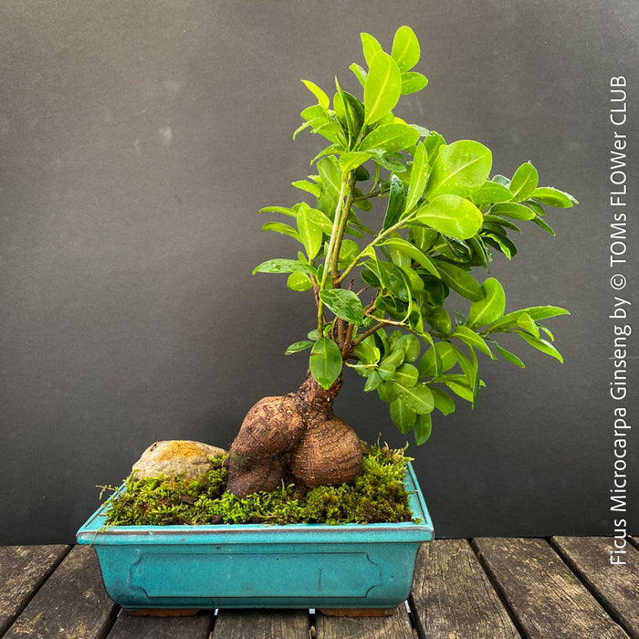 A live Ficus microcarpa bonsai tree with green leaves and a brown root system, planted in a rectangular turquoise blue ceramic pot with moss and a small stone, set on a dark wooden surface against a dark gray background.