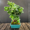A Ficus microcarpa Ginseng bonsai tree with glossy green leaves and a brown trunk, potted in a turquoise rectangular planter with moss, displayed on a rustic wooden surface against a dark gray background.