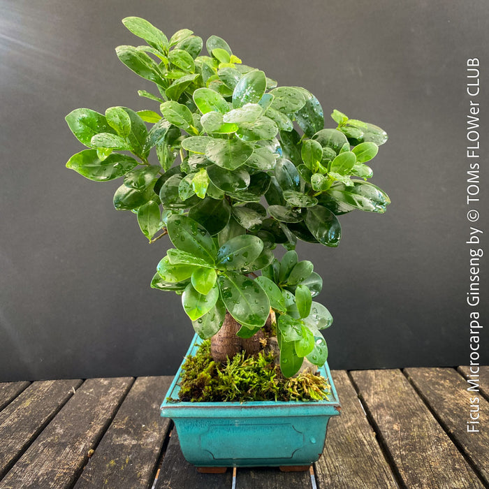 A Ficus microcarpa Ginseng bonsai tree with glossy green leaves and a brown trunk, potted in a turquoise rectangular planter with moss, displayed on a rustic wooden surface against a dark gray background.