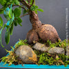 A close-up of a bonsai-style flowering plant with a thick textured brown trunk, glossy green leaves, moss, rocks, and a turquoise planter against a dark gray background. Vertical text on the right reads 'FlowerMicrocanpa Ginseng by TOMs FLOWer CLUB'.