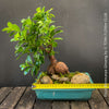 A ficus microcarpa ginseng bonsai tree in a teal rectangular planter with rocks and moss, placed on a dark wooden table against a dark gray background. A yellow tape measure is laid across the front of the planter to show the pot width.