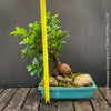 A potted bonsai-style ginseng plant with a large brown root and green leaves, shown on a wooden surface against a dark gray background. A yellow tape measure is placed beside the plant to indicate height, and rocks and moss fill the rectangular turquoise planter.