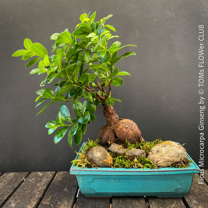 A Ficus microcarpa ginseng bonsai tree with a thick brown root and green leaves, planted in a teal rectangular pot with moss and rocks; for sale at TOMs FLOWer CLUB.