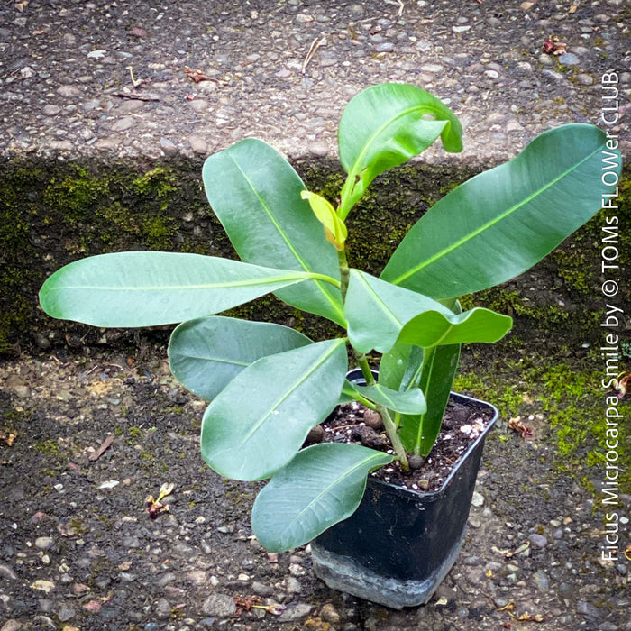 Ficus Microcarpa Smile, organically grown plants for sale at TOMs FLOWer CLUB.