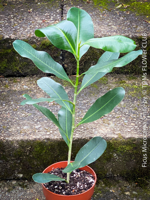 Ficus Microcarpa Smile, organically grown plants for sale at TOMs FLOWer CLUB.