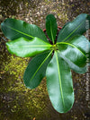 Ficus Microcarpa Smile, organically grown plants for sale at TOMs FLOWer CLUB.