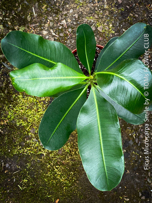 Ficus Microcarpa Smile, organically grown plants for sale at TOMs FLOWer CLUB.