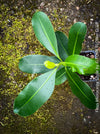 Ficus Microcarpa Smile, organically grown plants for sale at TOMs FLOWer CLUB.