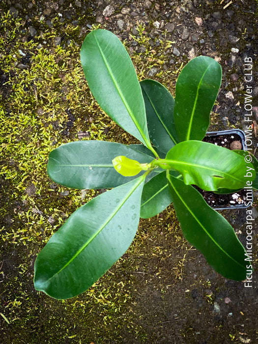 Ficus Microcarpa Smile, organically grown plants for sale at TOMs FLOWer CLUB.